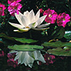 White water lily with Petunias