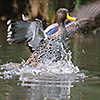 African Yellowbill splashing