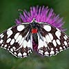 Marbled White with mites