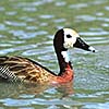 White-fronted whistling duck